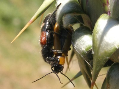 COLEOTTERI NEL FORUM - Famiglia Cleridae